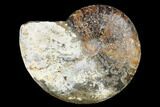 Ammonite (Beudanticeras) Fossil - Canada #180827-1